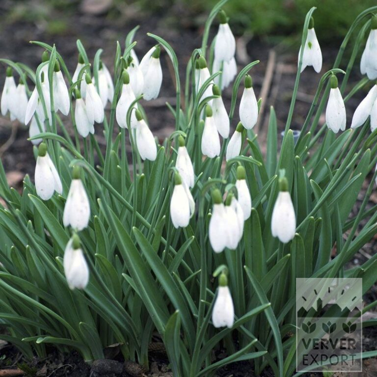 Galanthus nivalis 'Atkinsii' (16220) – Image 2