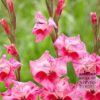 Gladiolus tubergenii 'Bibi' (23043) – Image 2