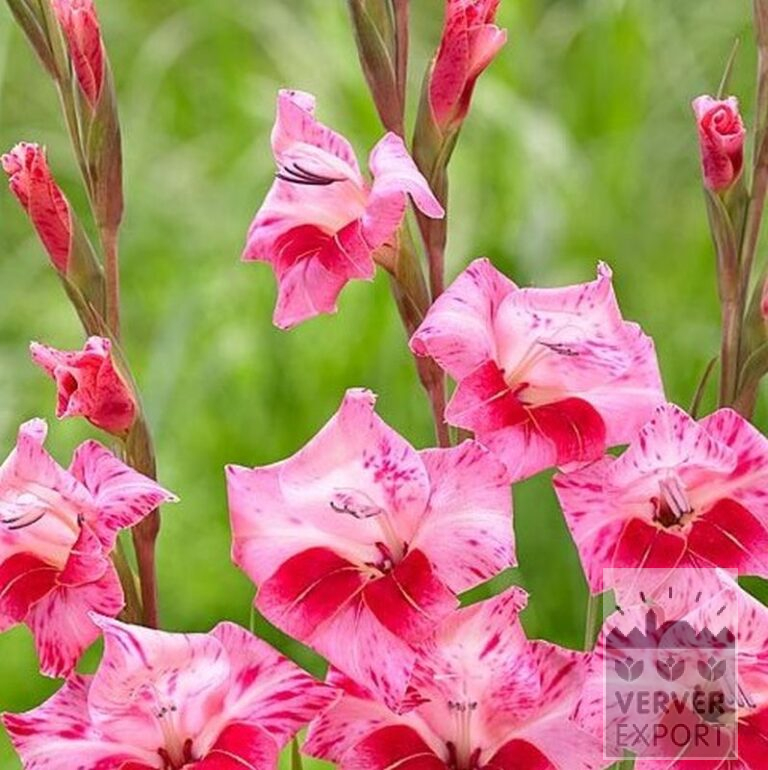 Gladiolus tubergenii 'Bibi' (23043) – Image 2