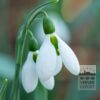 Galanthus elwesii 'Mount Everest' (16233) – Image 2