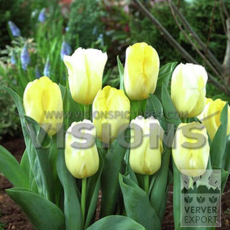 Tulipes 'Calgary Flames' (12826) – Image 2
