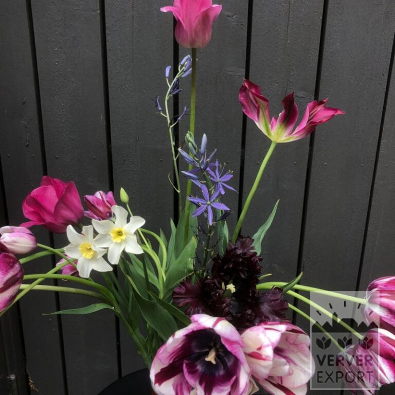 Mélanges Verver 'Purple Kiss' © (11744) – Image 2