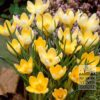 Bulbes Bio bio Crocus chrysanthus 'Romance' (14607) – Image 2