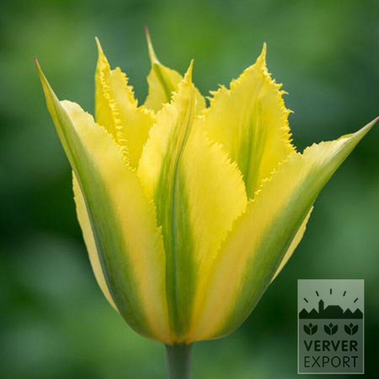 Tulipes 'Green Mile' (12803) – Image 2