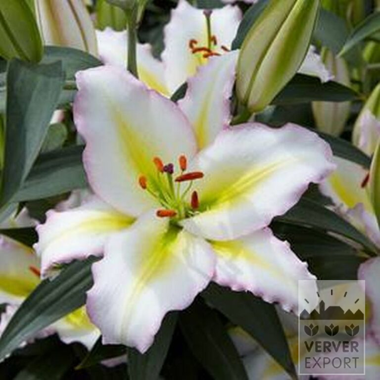 Lilium 'Hocus Pocus' (24100) – Image 2