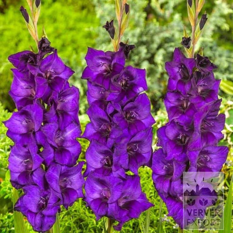 Gladiolus 'Mombasa' (23037) – Image 2