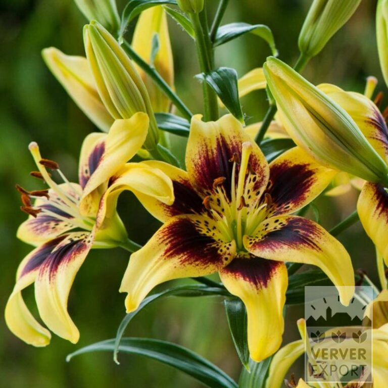 Lilium 'Pieton' (24094) – Image 2