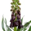 Fritillaria persica 'Purple Dynamite' (16230) – Image 2