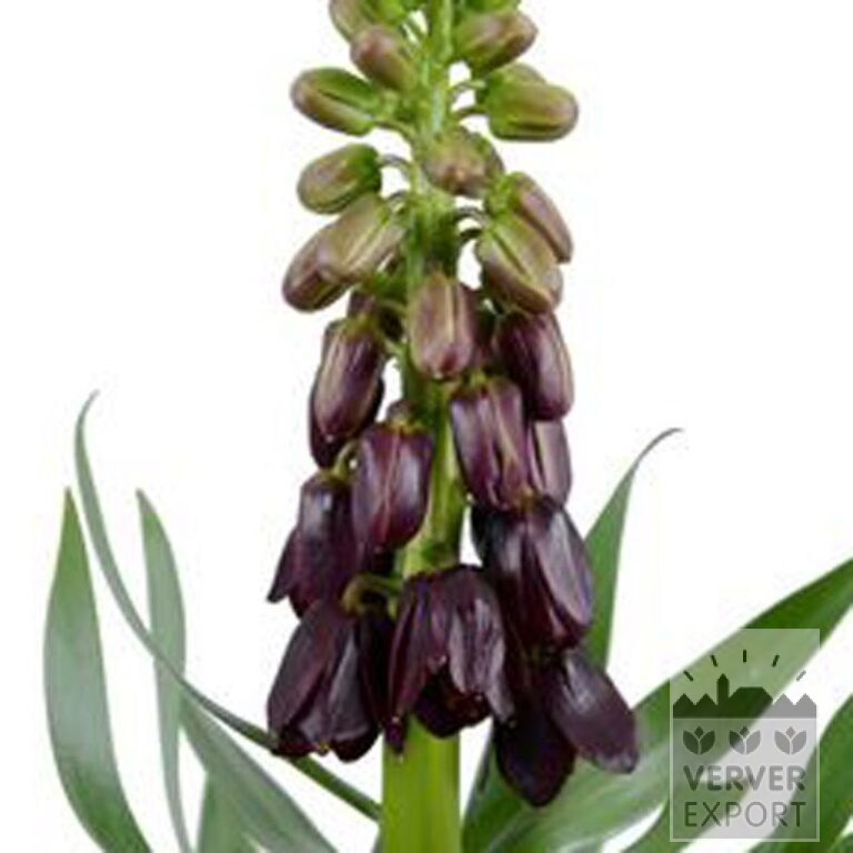 Fritillaria persica 'Purple Dynamite' (16230) – Image 2