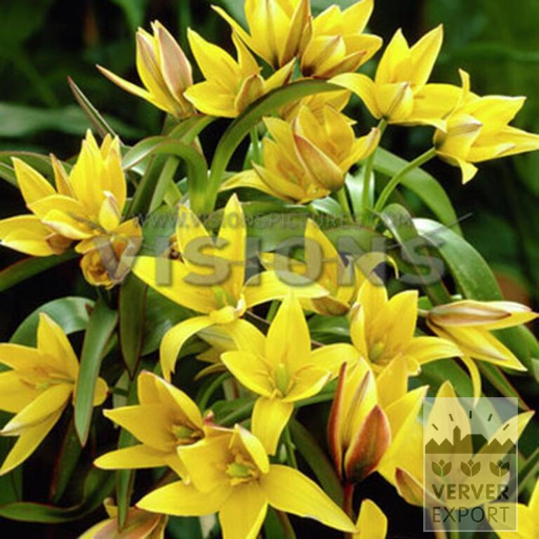 Tulipes urumiensis (12754) – Image 2
