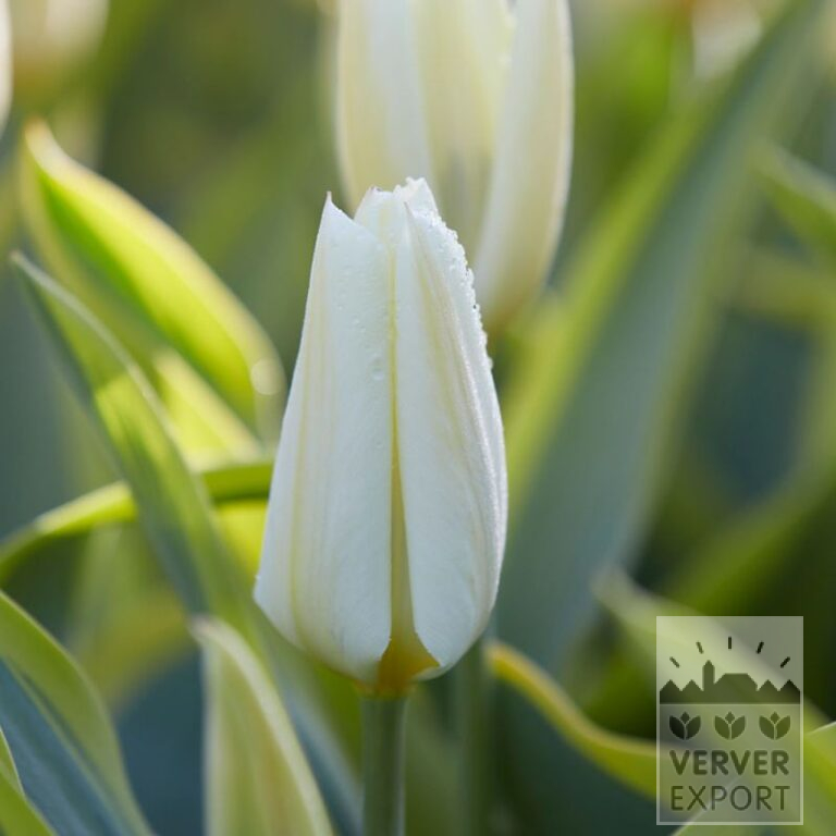Tulipes 'Purissima Blonde' (12819) – Image 2