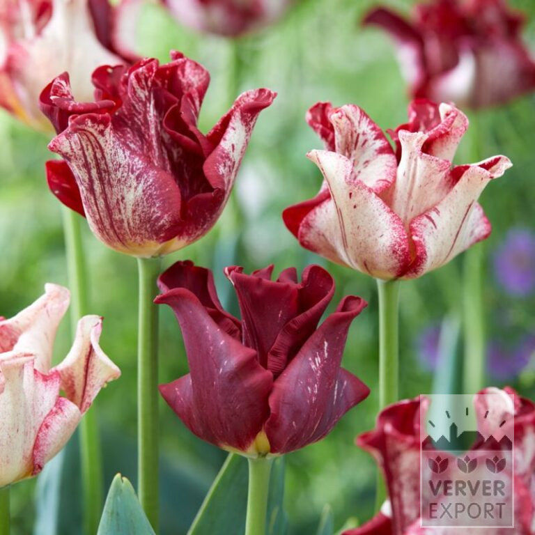 Tulipes 'Striped Crown' (12837) – Image 2