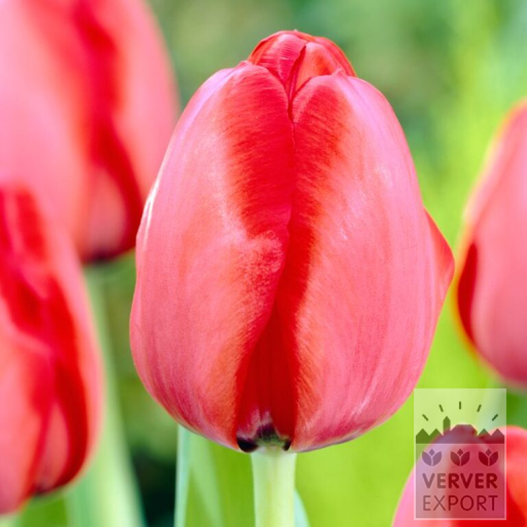 Bulbes Bio bio Tulipa 'Red Impression' (12624) – Image 2