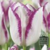 Tulipes 'Affaire' (12773) – Image 2