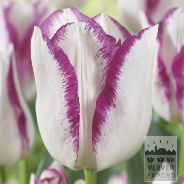 Tulipes 'Affaire' (12773) – Image 2