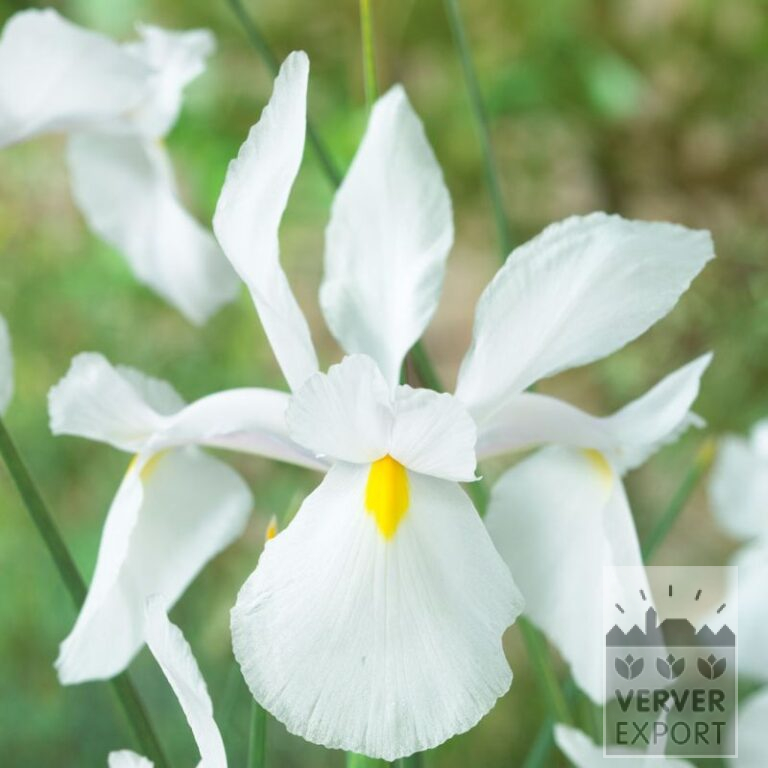Iris hollandais 'Casablanca' (36073) – Image 2