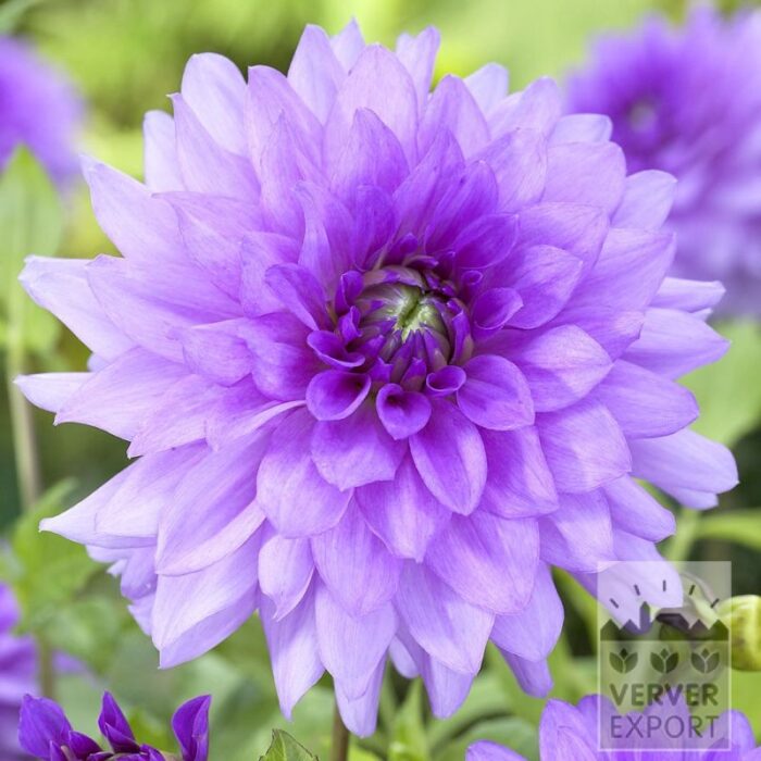 Dahlia 'Blue Boy' (22430)