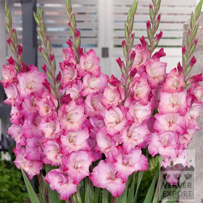 Gladiolus 'Kelly' (23052)