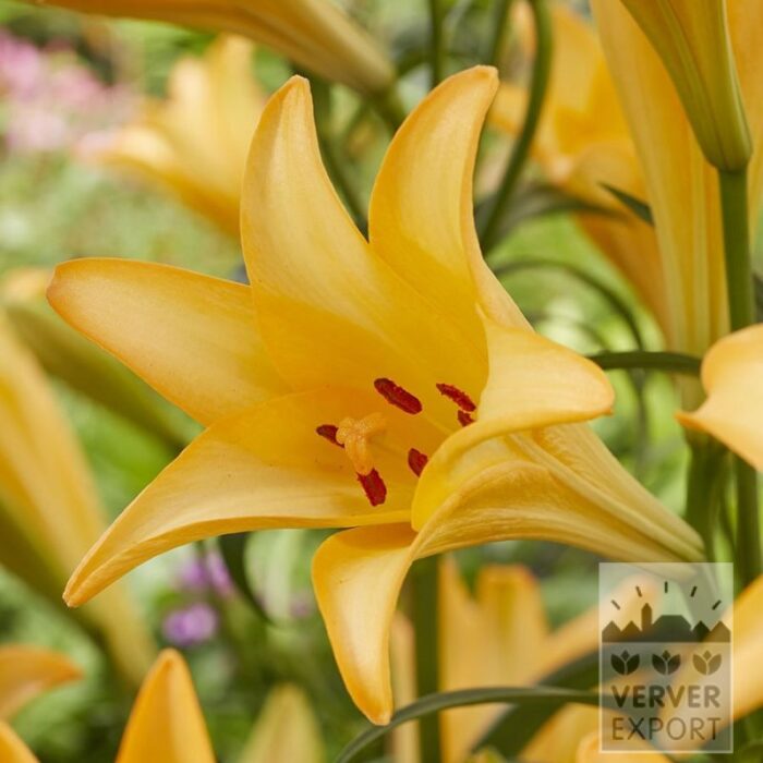 Lilium 'Difference' (24113)
