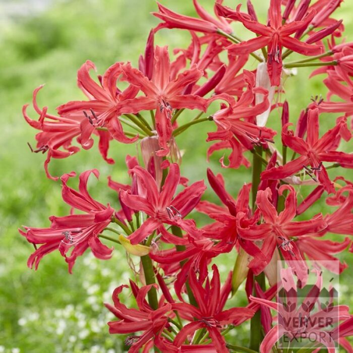 Nerine bowdenii 'Pearls of Cherry' (28038) (kopie)