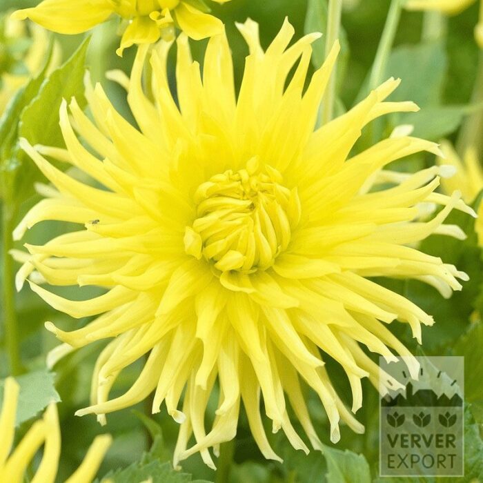 Dahlia Pré-Cultivés 'Kennemerland' (29122)