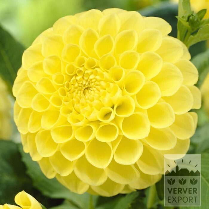 Dahlia Pré-Cultivés 'Jowey Martina' (29165)