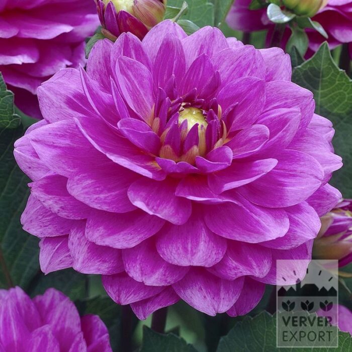 Dahlia Pré-Cultivés 'Karma Lagoon' (30038)