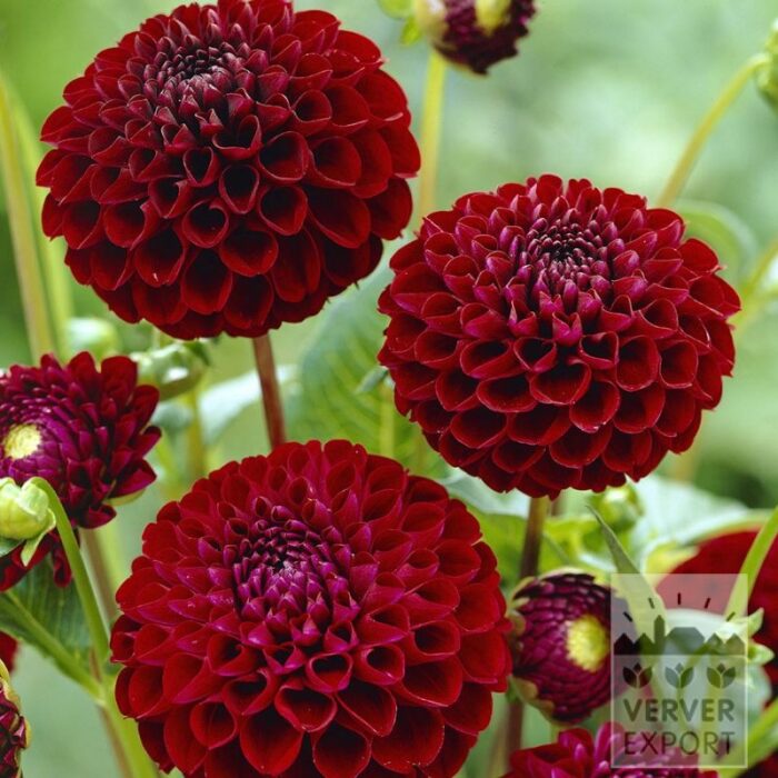 Dahlia Pré-Cultivés 'Natal' (30039)