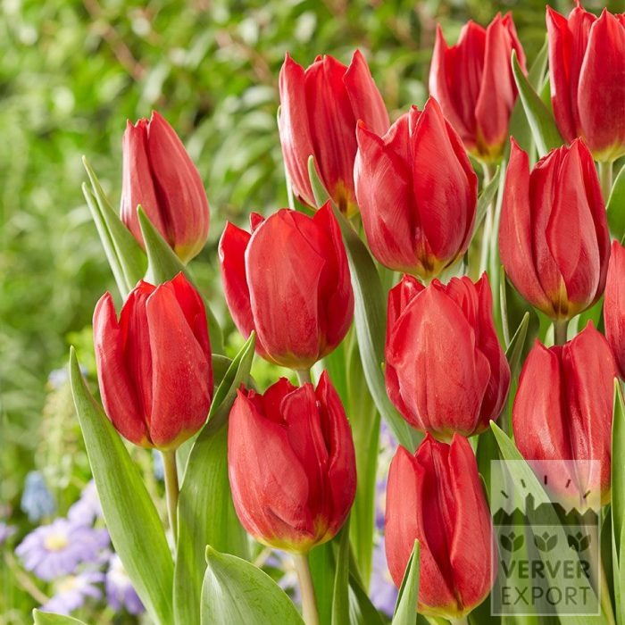 Bulbes Bio bio Tulipa 'Red Gold' (12626)