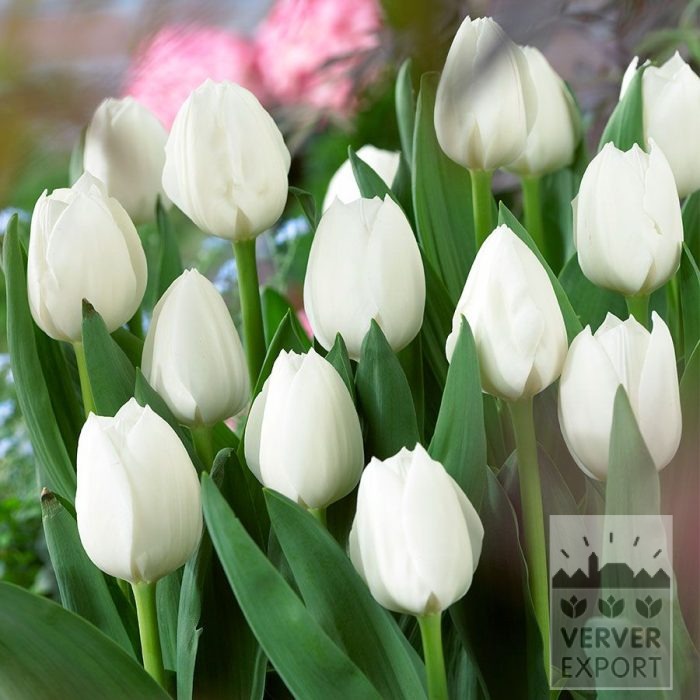 Bulbes Bio bio Tulipa 'Royal Virgin' (12627)