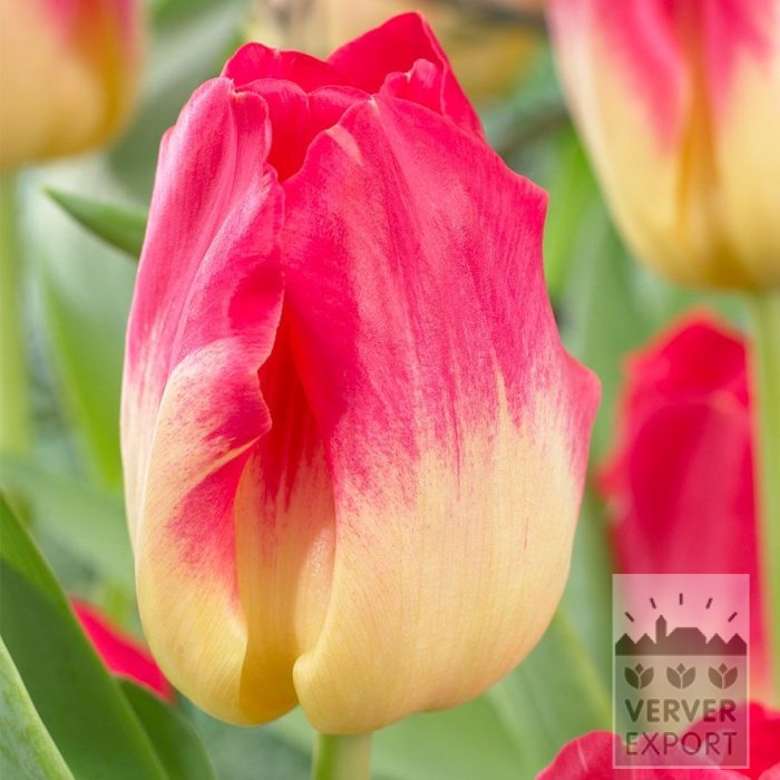 Tulipes 'Match' (12755)