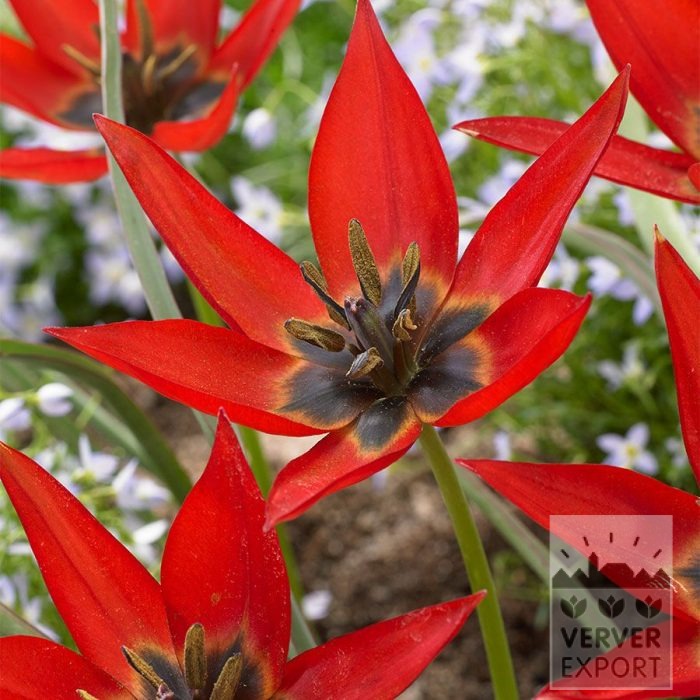 Tulipes 'Lizzy' (12847)