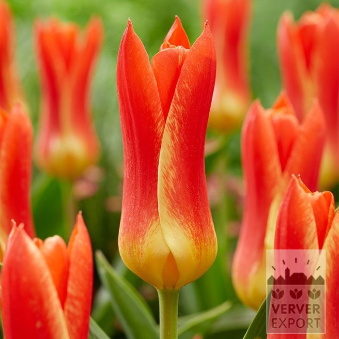 Tulipes 'Mariss Jansons' (12848)