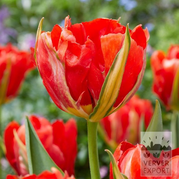 Tulipes 'Love Valley' (12849)