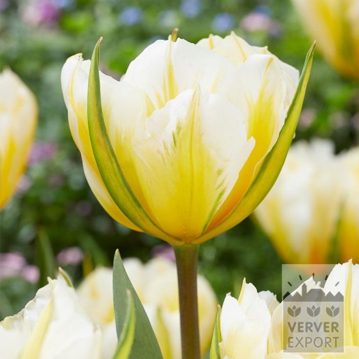 Tulipes 'Sweet Valley' (12850)