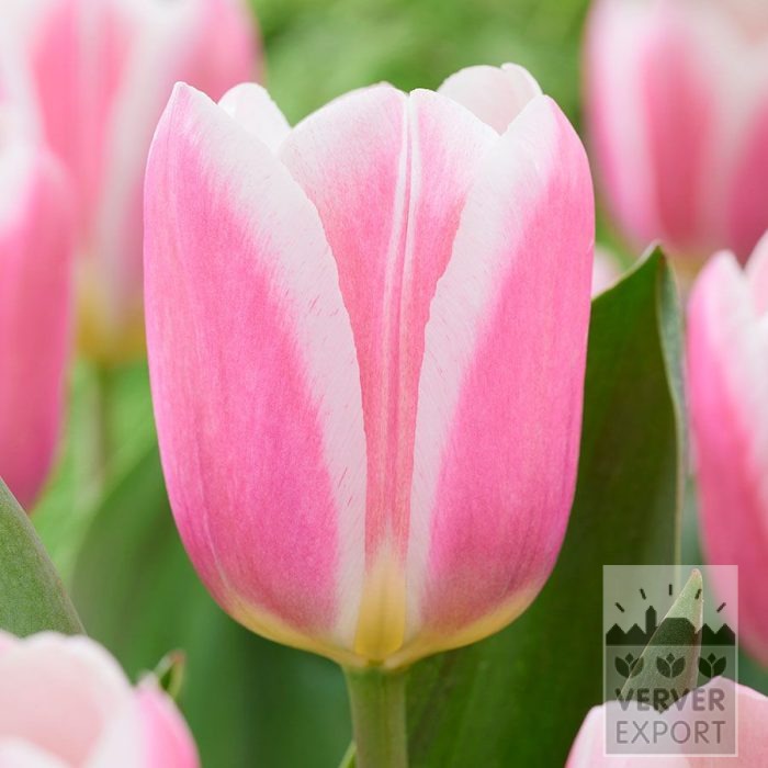 Tulipes 'Mandys Choice' (12852)