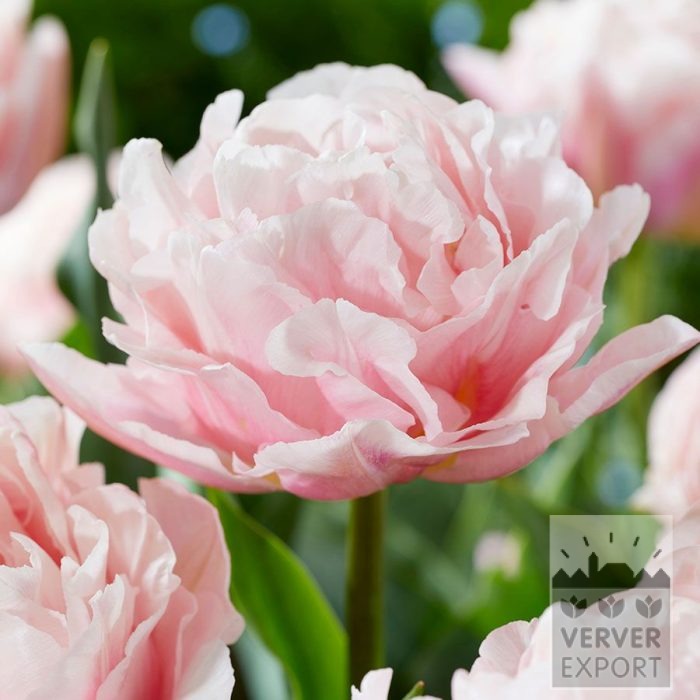 Tulipes 'Dreamer' (12853)