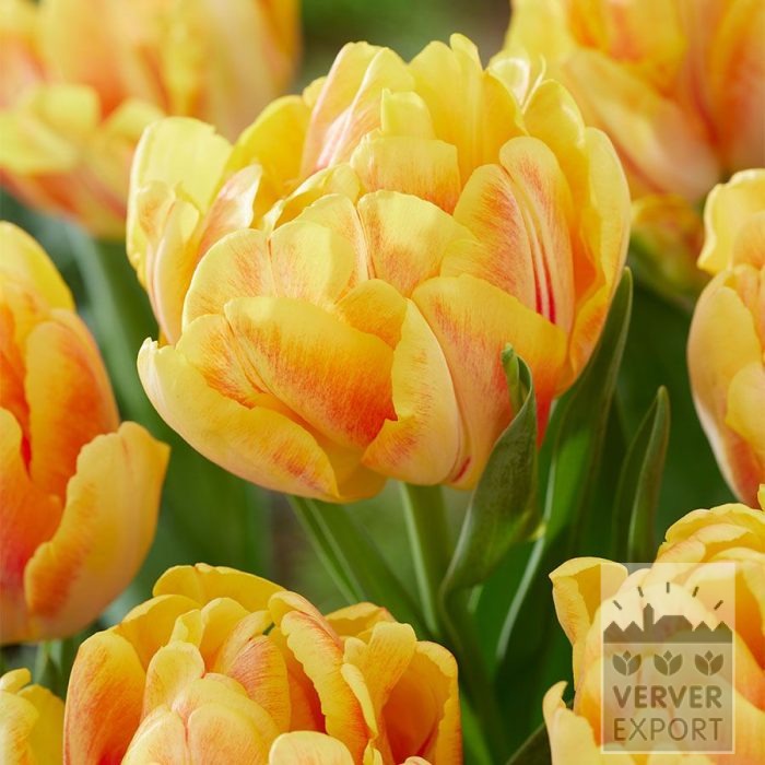 Tulipes 'Foxy Foxtrot' (12854)