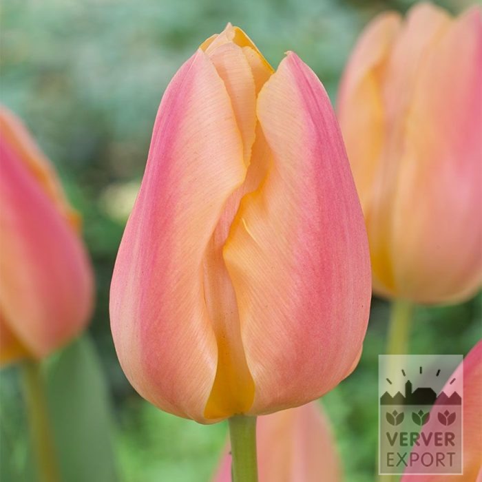 Tulipes 'Apricot Favourite' (12856)