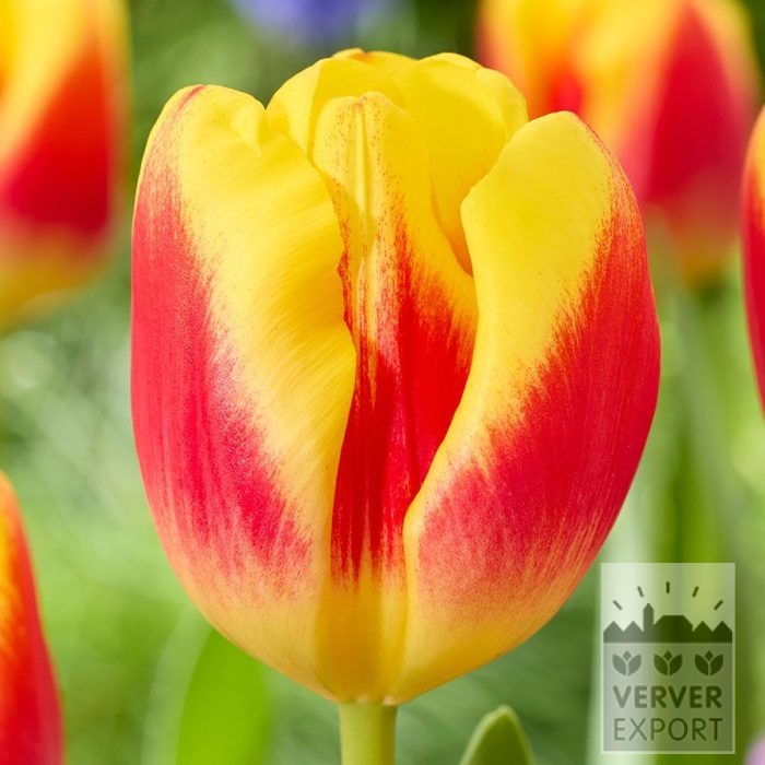 Tulipes 'Disco' (12858)