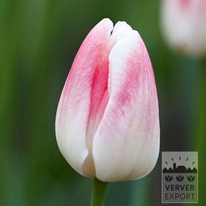 Tulipes 'Inez' (12859)