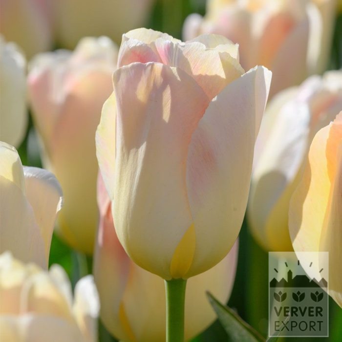Tulipes 'Jamin' (12860)
