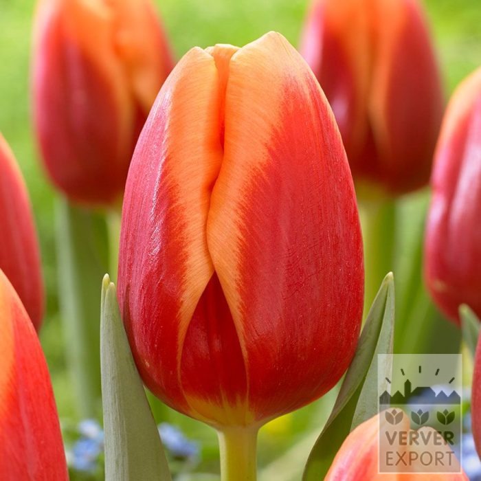 Tulipes 'Spirit' (12861)