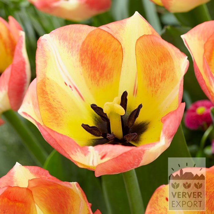 Tulipes 'Spryng Sunrise' (12862)