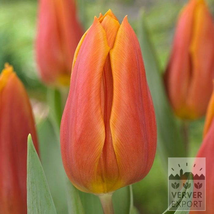 Tulipes 'Titan' (12863)