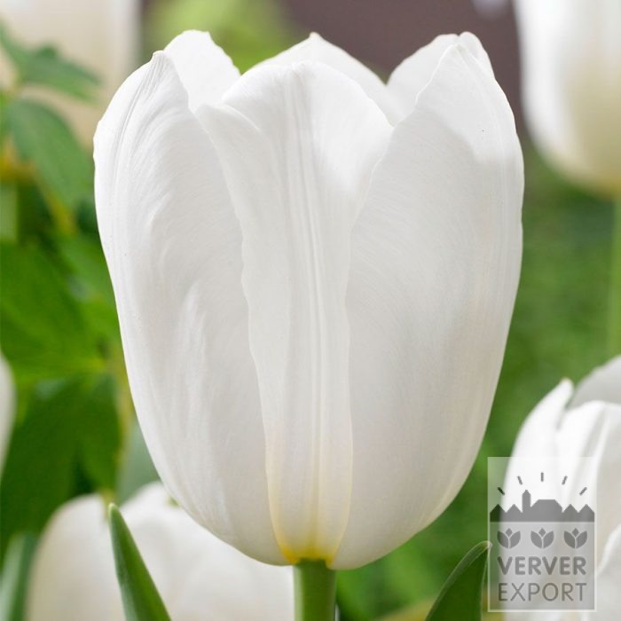 Tulipes 'White Dynasty' (12864)