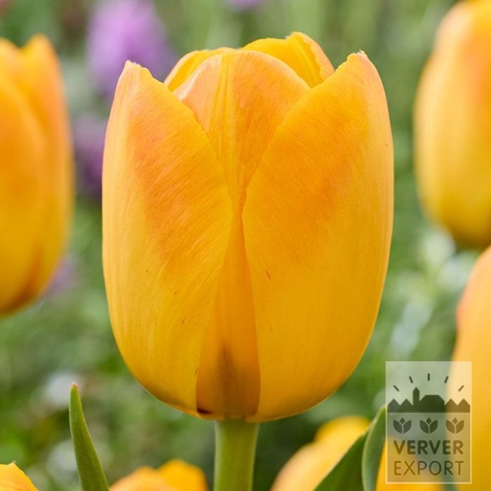Tulipes 'Chongming Love' (12865)
