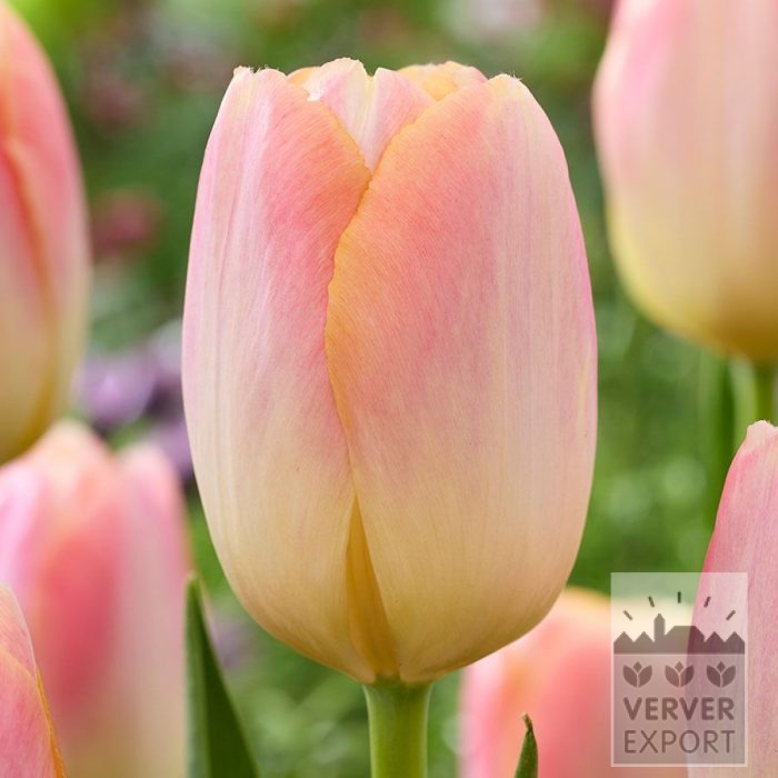 Tulipes 'Kunyun' (12866)