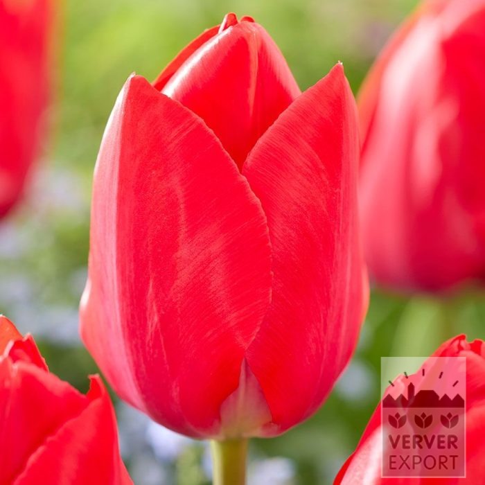 Tulipes 'Lingyuan' (12867)