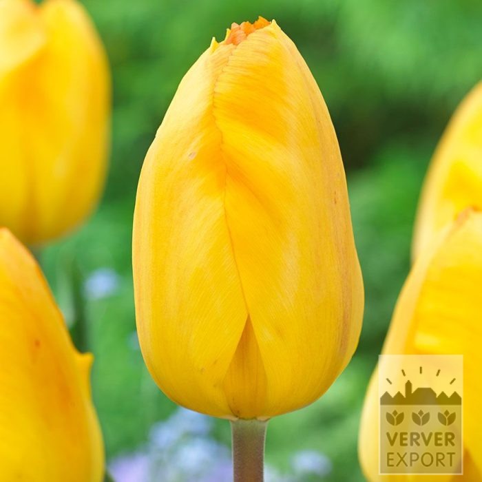 Tulipes 'Bright Side' (12868)
